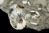 Iridescent Ammonite (Hoploscaphites) With Clams - South Dakota #180847-3